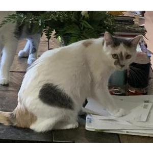 Lost Cat Monet.  pronounced M