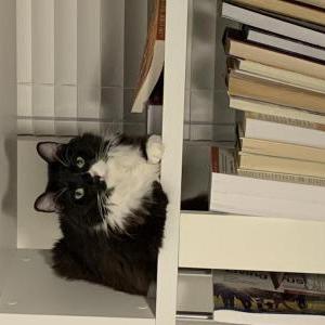 Lost Cat Sebastian