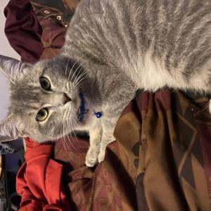 Image of Lenard, Lost Cat