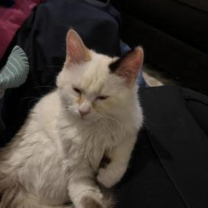 Lost Cat Boo