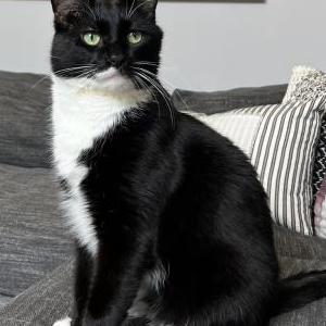 Lost Cat Boots