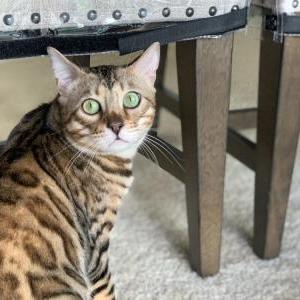 Lost Cat Bowie