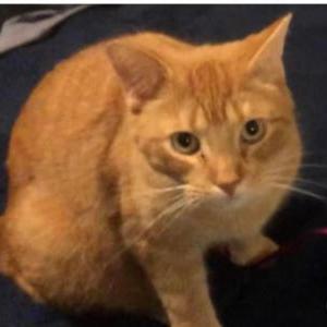 Lost Cat Honey