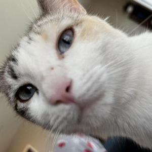 Image of Pearl, Lost Cat