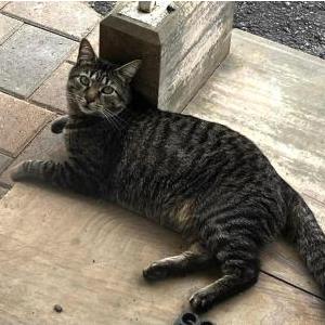 Lost Cat José