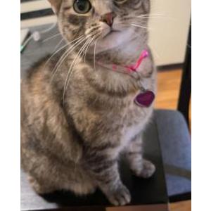 Image of Marie, Lost Cat