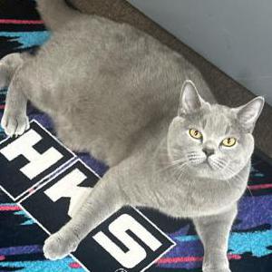 Lost Cat Butterz