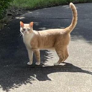 Image of Unknown, Found Cat