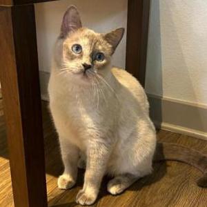 Lost Cat CASSIE