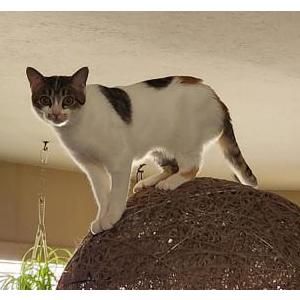 Lost Cat Tink
