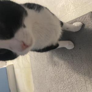 Found Cat Unknown