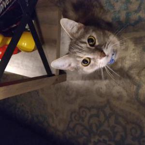 Lost Cat Mac