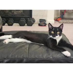 Lost Cat Luna