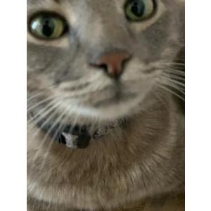 Lost Cat Binx