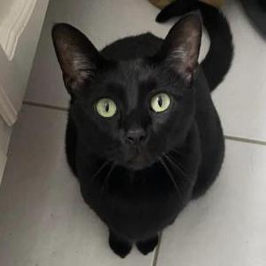 Lost Cat Loki