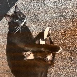Lost Cat Murphy