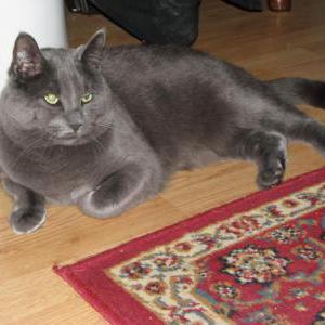 Lost Cat Addie