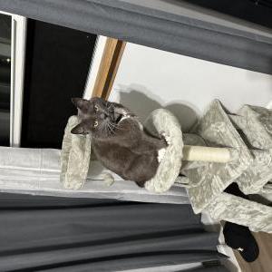 Lost Cat Barley