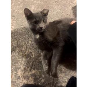 Lost Cat Luna