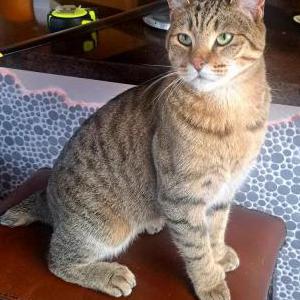 Lost Cat Louie