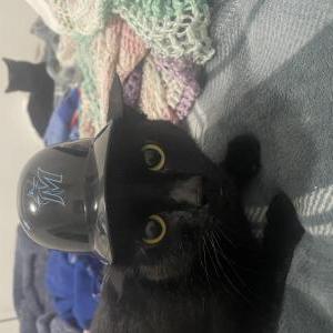 Lost Cat Rico