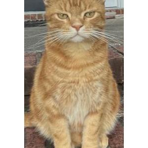 Lost Cat Garfield