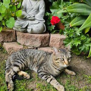 Lost Cat Kotik