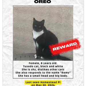 Lost Cat Oreo