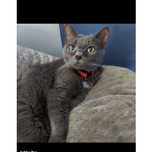 Lost Cat Thor