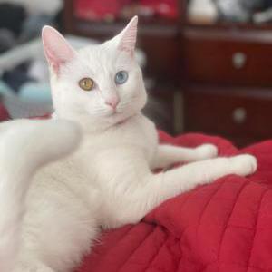 Lost Cat Luna