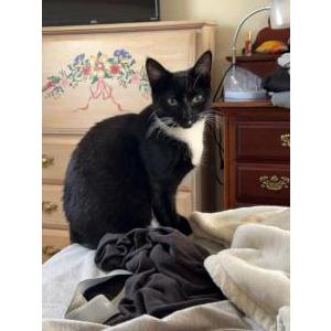 Lost Cat Scarlett