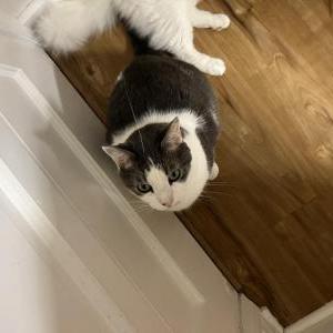Lost Cat Ash
