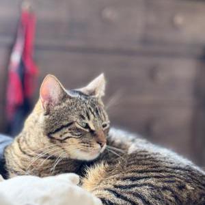 Lost Cat Cypress