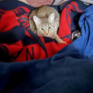 Lost Cat Tiger