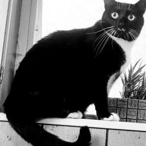 Lost Cat Dali