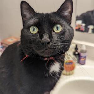 Lost Cat Dipper