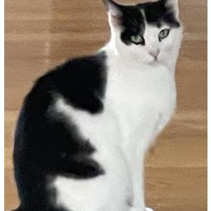 Lost Cat Princess