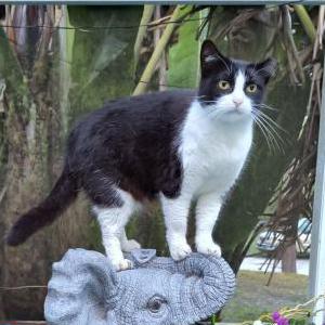 Lost Cat Mama