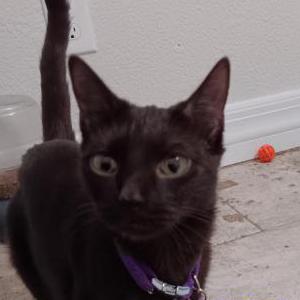 Lost Cat Dory-May