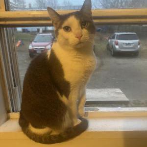 Lost Cat Pearl