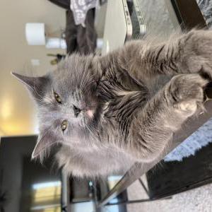 Lost Cat Stormi