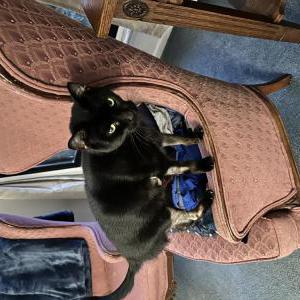 Lost Cat Tiny