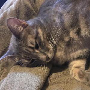 Lost Cat Lizzo