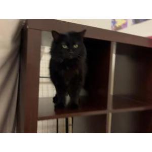 Lost Cat Luna