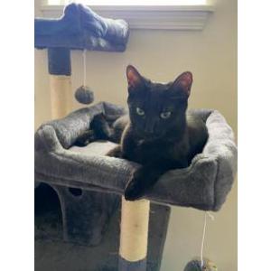 Lost Cat Binx