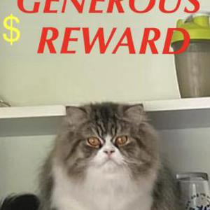 Lost Cat Floki