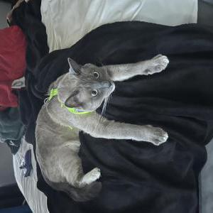 Lost Cat Benny