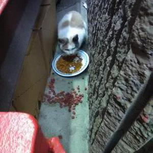 Lost Cat CircleK CommunityCat