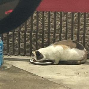 2nd Image of CircleK CommunityCat, Lost Cat