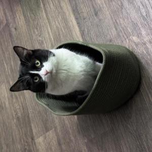 Lost Cat Dude